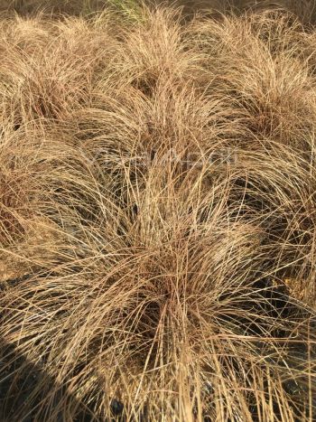 Carex com. 'Bronze Form' VP18