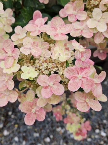 Hydrangea  paniculata 'Polestar'