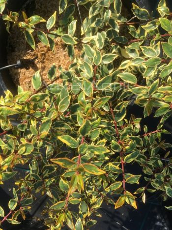 Abelia gran. varieg. gialla VP18