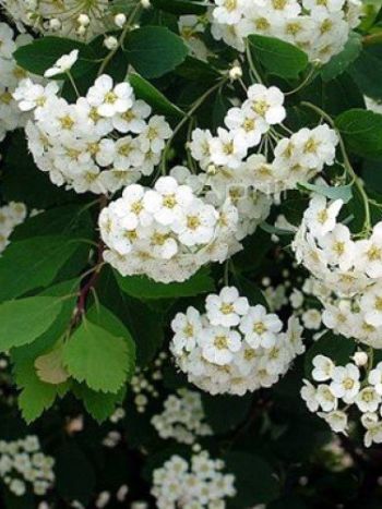 Spirea vanhouttei .