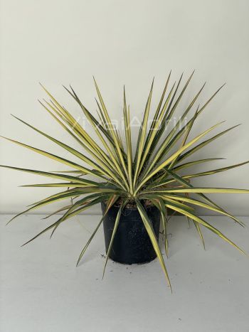 Foto in tempo reale della pianta