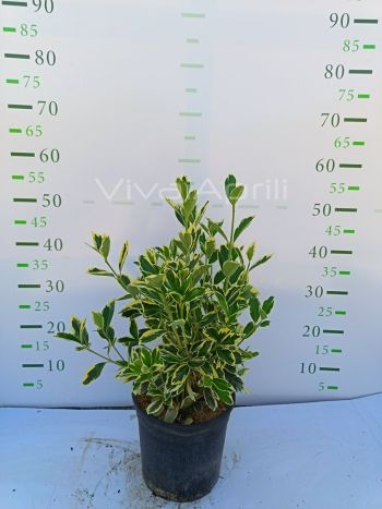 Foto in tempo reale della pianta