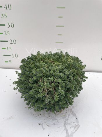 Foto in tempo reale della pianta