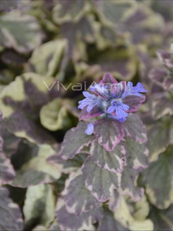 Ajuga rep. 'Sugar Plum' VP18