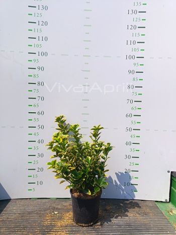 Foto in tempo reale della pianta