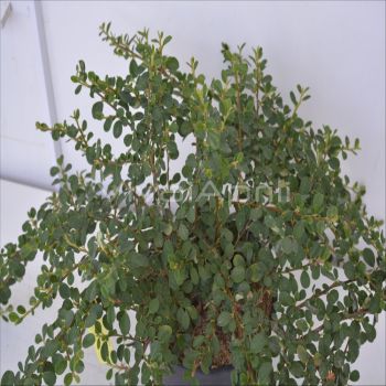 Cotoneaster proc. 'Queen of Carpets' VP17