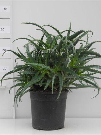 Aloe arborescens VP19