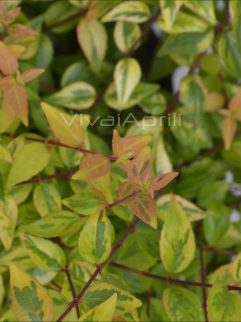 Abelia gra. 'Kaleidoscope' VP18