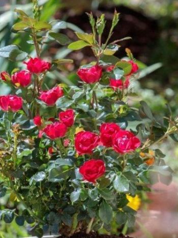 Rosa  Hybrida Zepeti Meibenbino