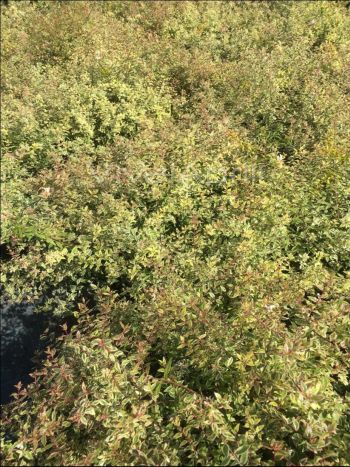 Abelia gran. varieg. bianca VP18
