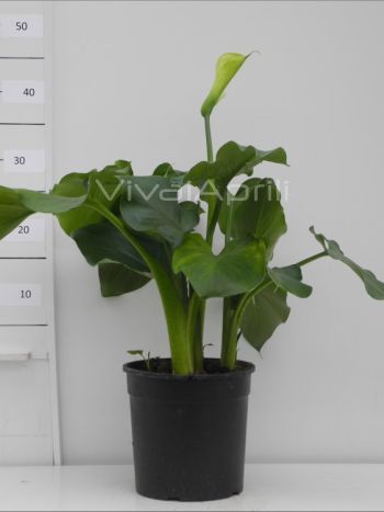 Zantedeschia aethiopica (Calla Lily) VP19