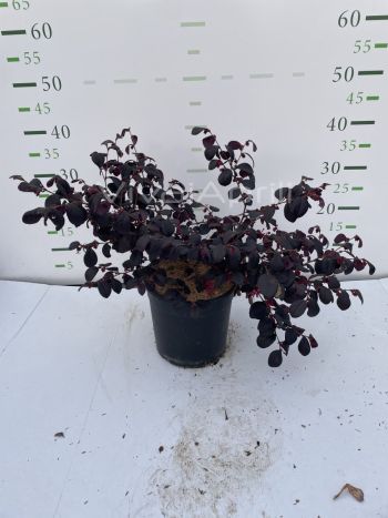 Foto in tempo reale della pianta