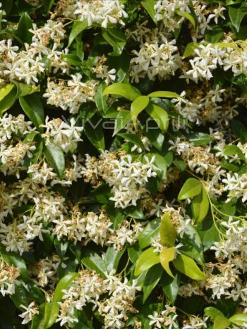 Trachelospermum jasminoides VP17