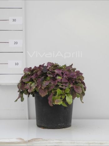 Ajuga reptans 'Burgundy Glow' VP19