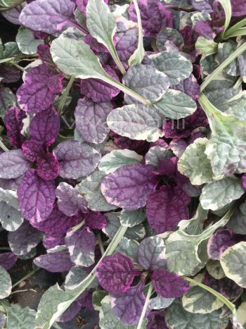 Ajuga rep. 'Burgundy Glow' VP18