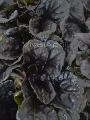 Ajuga rep. 'Black Scallop' VP18
