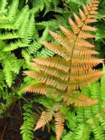 Dryopteris Erithrosora Autumn