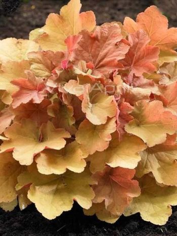 Heuchera . 'Caramel'
