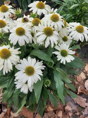 Echinacea purpurea 'SunMagic Vintage Pearl White'