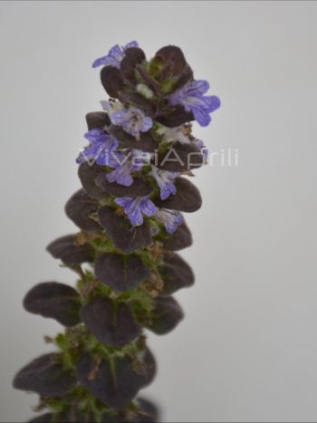 Ajuga rep. 'Black Scallop' VP18