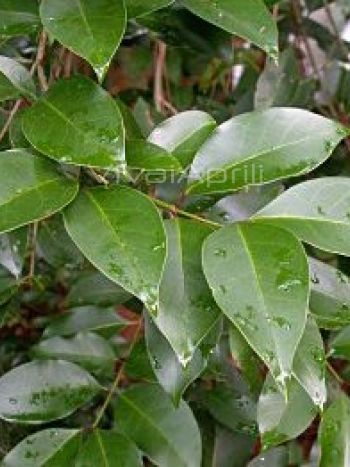 Ligustrum  japonicum .