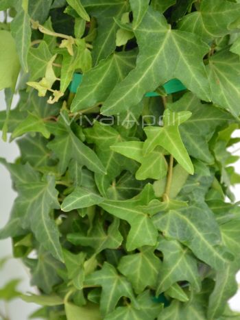 Hedera h. 'Sagittifolia' VP18
