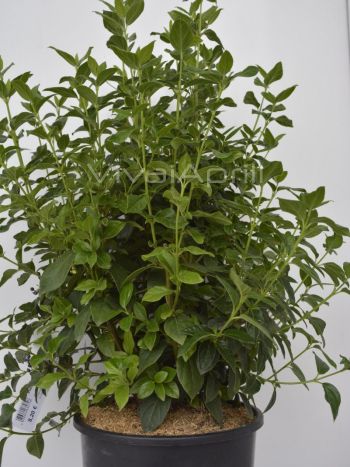 Viburnum tinus VP24