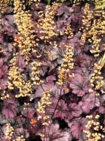 Heuchera  Shangay