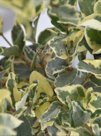 Ligustrum texanum variegato VP18
