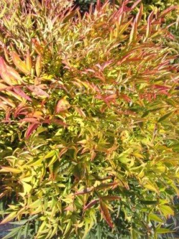 Nandina Domestica Moonbay