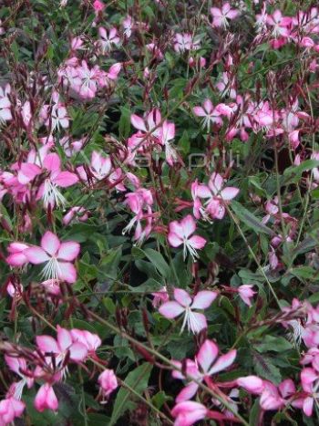 Gaura lindehimeri 'Compact Pink'