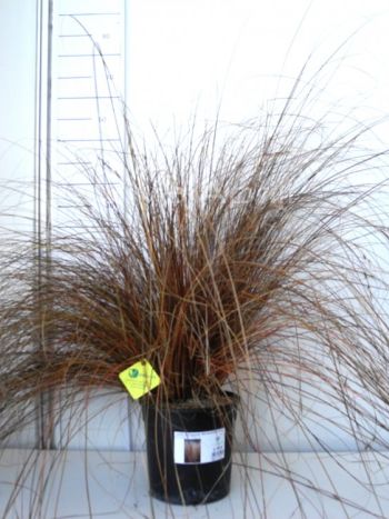 Carex buch. 'Red Rooster' VP18