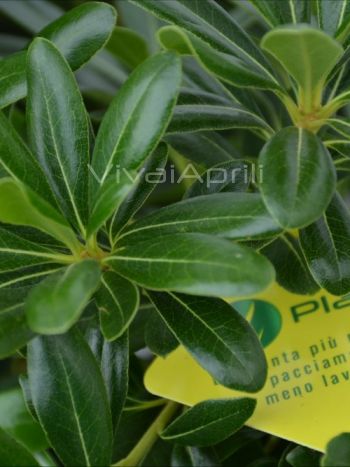 Pittosporum tobira 'Nanum' VP24