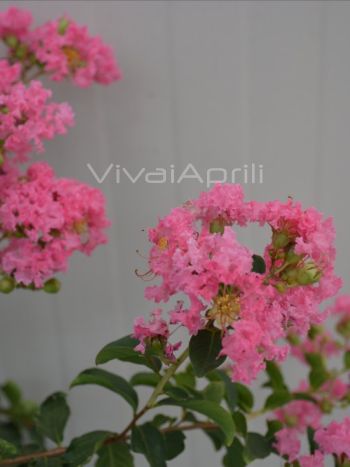 Lagerstroemia ind. 'Rosea Nova' VP18