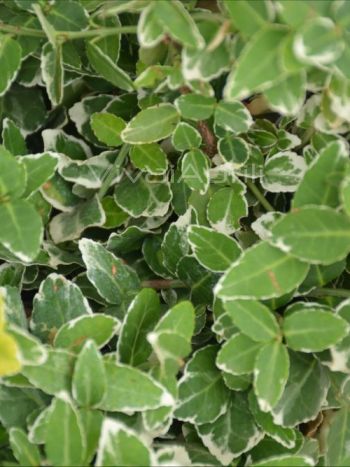 Euonymus for. 'Emerald Gaiety' VP24