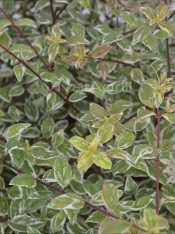 Abelia grandiflora 'Magic Daydream' VP19