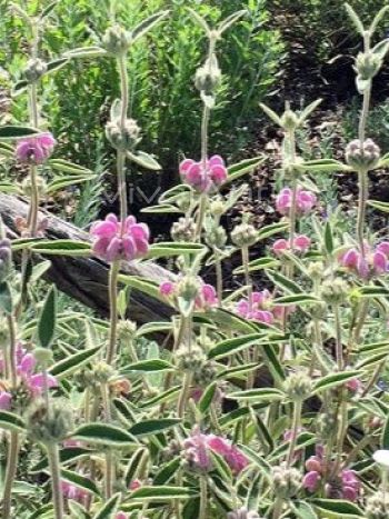 Phlomis purpurea