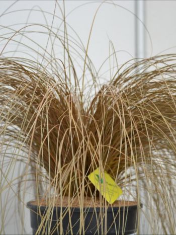 Carex com. 'Bronze Form' VP18