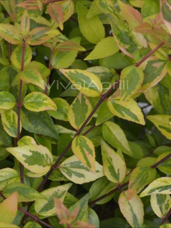 Abelia gra. 'Kaleidoscope' VP18
