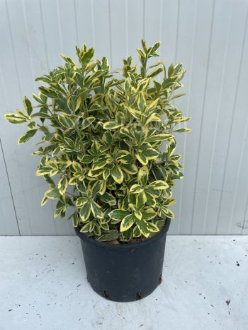 Foto in tempo reale della pianta