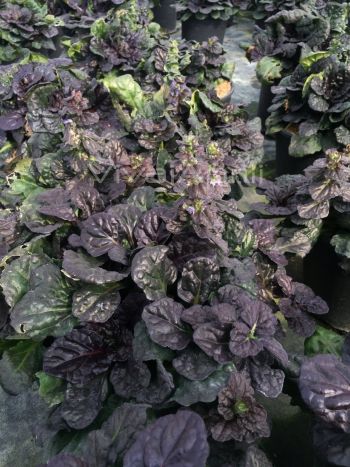 Ajuga rep. 'Black Scallop' VP18
