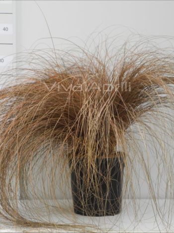Carex comans 'Bronze Form' VP19