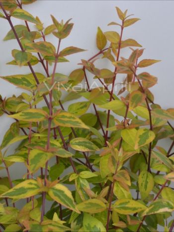 Abelia gra. 'Kaleidoscope' VP18