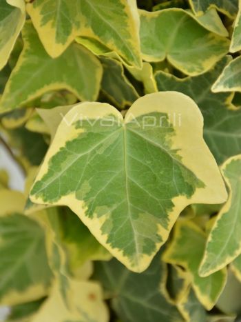 Hedera helix 'Goldchild' VP18