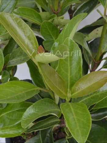 Viburnum lucidum VP18