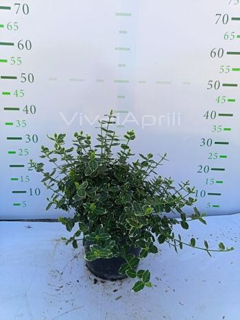 Foto in tempo reale della pianta