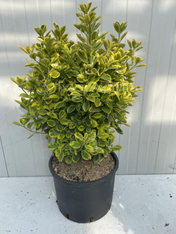 Foto in tempo reale della pianta