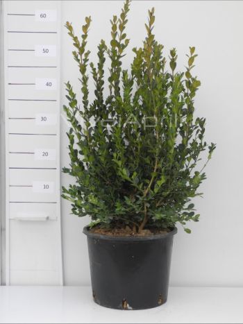 Buxus sempervirens 'Faulkner' VP24