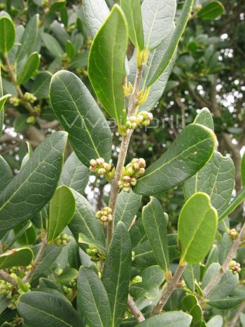 Phillyrea latifolia .