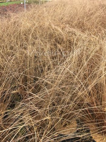 Carex buch. 'Red Rooster' VP18